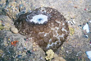 Opisthobranchia: Umbrella slug (Umbraculum umbraculum) on bottom