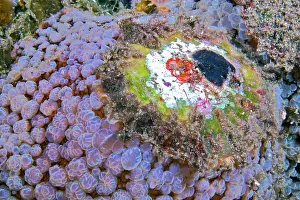 Opisthobranchia: Umbrella slug (Umbraculum umbraculum) on bottom