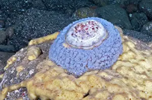 Opisthobranchia: Umbrella slug (Umbraculum umbraculum) on bottom