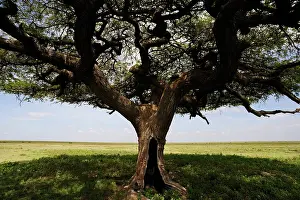 Tortilis: Umbrella Thorn