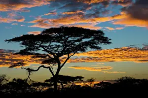 Tortilis: Umbrella Thorn