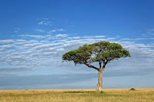 Tortilis: Umbrella Thorn Acacia, Acacia tortilis