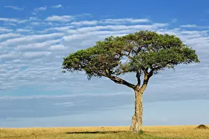 Tortilis: Umbrella Thorn Acacia, Acacia tortilis