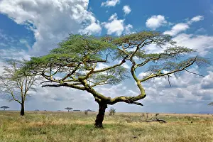 Tortilis: Umbrella Thorn Acacia, Acacia tortilis