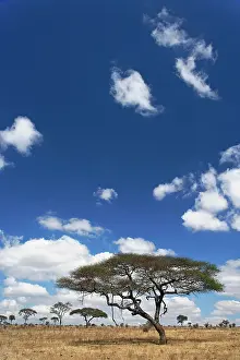 Tortilis: Umbrella Thorn Acacia, Acacia tortilis