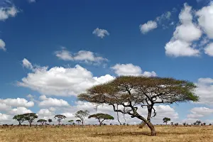 Tortilis: Umbrella Thorn Acacia, Acacia tortilis