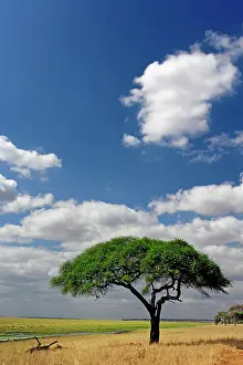 Tortilis: Umbrella Thorn Acacia, Acacia tortilis