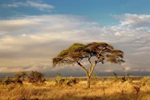 Tortilis: Umbrella Thorn Acacia, Acacia tortilis