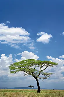 Tortilis: Umbrella Thorn Acacia, Acacia tortilis