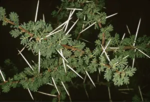 Opening: Umbrella Thorn Acacia - leaves opening at start of rains