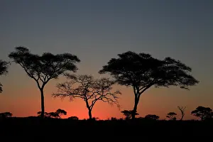 Acacias: Umbrella Thorn Acacia / Umbrella Thorn / Israeli