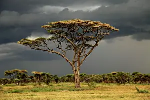Israeli: Umbrella Thorn Acacia / Umbrella Thorn / Israeli