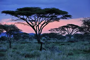 Tortilis: Umbrella Thorn Acacia / Umbrella Thorn Tree in twilight