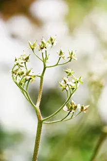 Rhubarb: Umbrellaplant