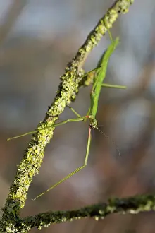 Stick: Unarmed Stick Insect