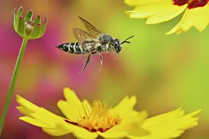 Cuckoo: Unarmoured leaf-cutting cuckoo bee (Coelioxys inermis) i