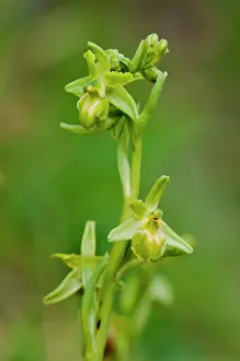Uncommon: Uncommon Early Spider Orchid (Albiflora)