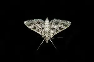 Gianyar: Underside of Crambid Moth on window - Pering, Gianyar, Bali