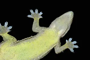 Webbed: Underside of Flat-tailed House Gecko on glass showing webbed