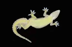 Webbed: Underside of Flat-tailed House Gecko on glass showing webbed