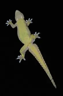 Webbed: Underside of Flat-tailed House Gecko on glass showing webbed