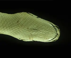 Molurus: Underside Indian python head
