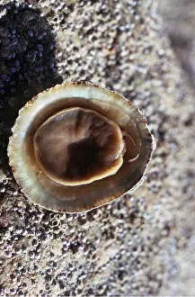 Limpet: UNDERSIDE OF LIMPET