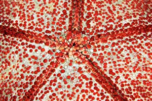 Difference: Underside with mouth of spiny cushion star (Culcita
