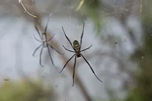 Argiope: Underside of Orb weaving spider in web