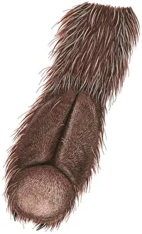 Sticky: The underside of a spider's foot