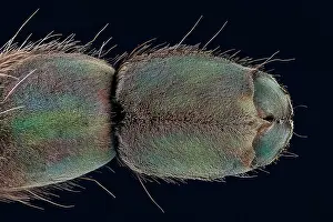 Magnification: Underside of a spiders foot, macro photo, magnification