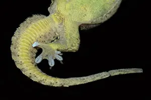 Webbed: Underside of tail of Flat-tailed House Gecko on glass showin