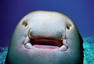Elasmobranchii: Underside of a Zebra Shark (Stegostoma fasciatum)
