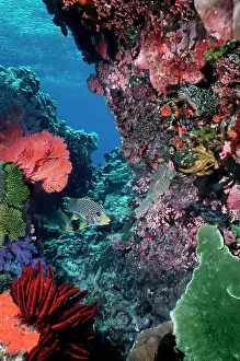 Sweetlips: Underwater coral reef scene - Colourful marine