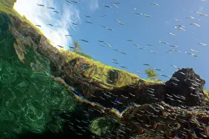 Baleh: Underwater Hills with small fish, trees and sky