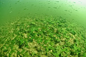 Cher: Underwater landscape, atmosphere at 3m depth, Cher