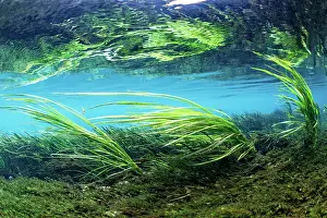 Weigh: Underwater landscape, reed in the riverbed swaying