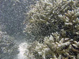 Reduce: Underwater / Marine snow - Fine particles of sediment