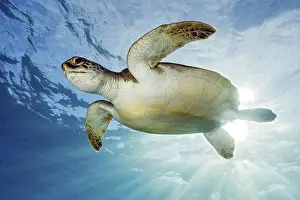 Turtles: Underwater photo backlit photo of juvenile green turtle (Chelonia mydas) green turtle