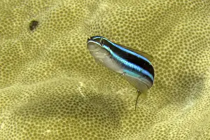 Section: Underwater photo Close-up of blue-striped sabre-toothed blenny (Plagiotremus rhinorhynchos)