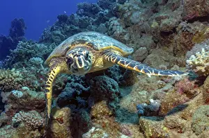 Turtles: Underwater photo of Hawksbill sea turtle (Eretmochelys imbricata)