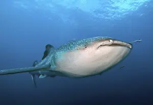 Shark: Underwater photo of large plankton-eating whale shark (Rhincodon typus) Plankton-eater swimming through blue open sea