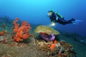Dives: Underwater scenery with large soft coral, Magnificent