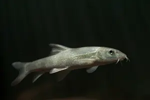 Barbel: Underwater shot of a Common Barbel