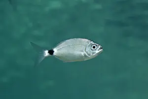 Saddled: Underwater shot of a Saddled Seabream