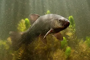Crepuscular: Tench