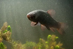 Crepuscular: Tench