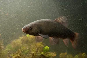 Fische: Tench