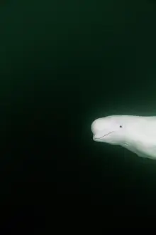 Beluga: Underwater view of Beluga Whale swimming near mouth