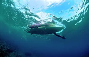 Surfer: Underwater view of paddling surfer resembling